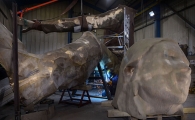 Messenger - head and body credit Stewart Writtle.jpg Messenger - head and body credit Stewart Writtle.jpg
